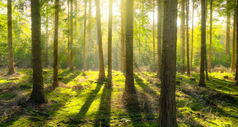 The Curious Story of Peter The Wild Boy