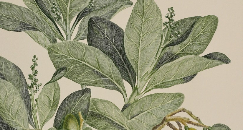 The Re-Discovery of Sir Joseph Banks' Florilegium