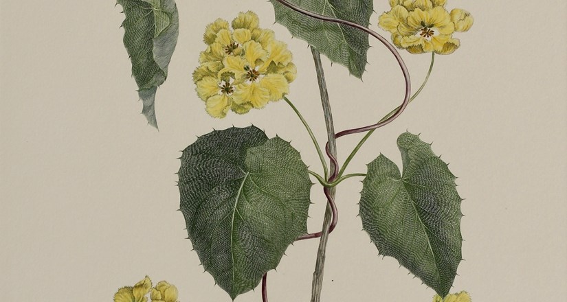 Around the Globe with Captain Cook and Joseph Banks - Exhibition