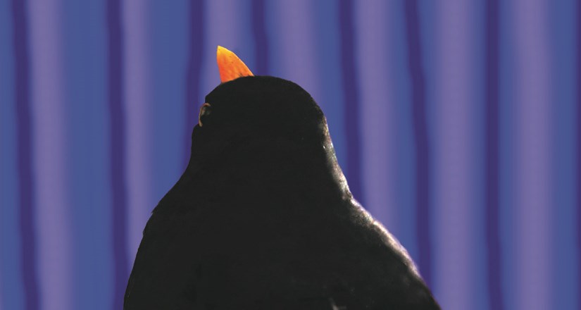 Blackbird - Stamford Shoestring Theatre
