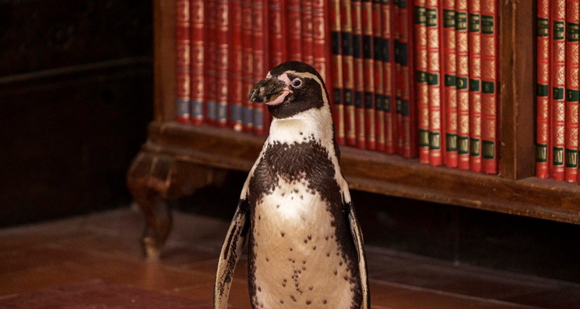 THE PENGUIN LESSONS