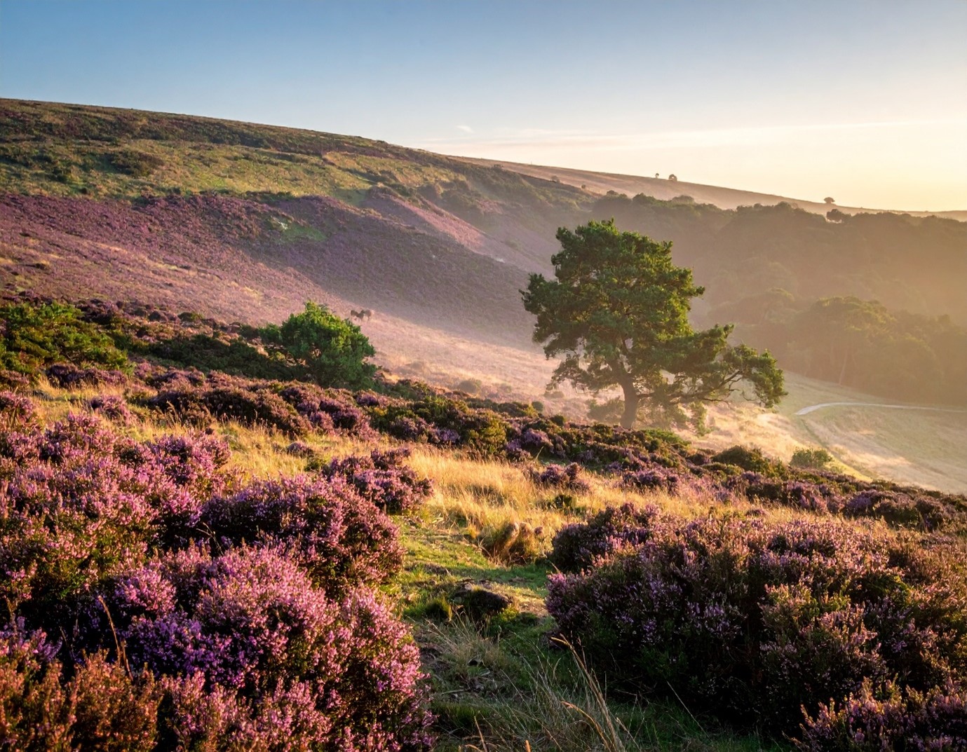 The Return of the Native