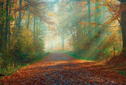 Autumn Serenade - SCO